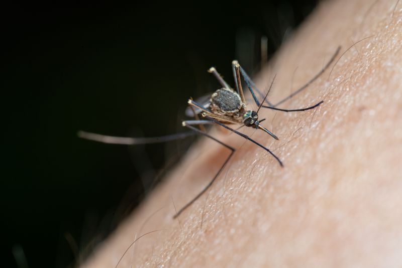Mosquito macro shot